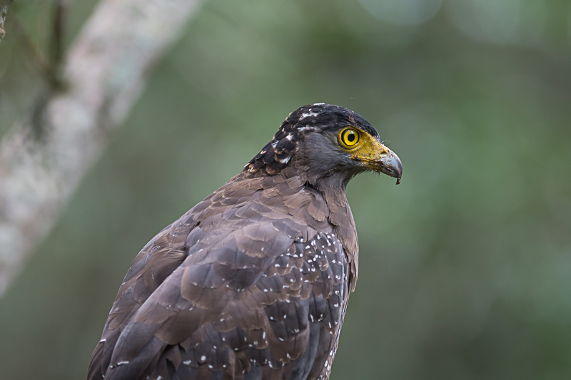 Indische Slangenarend